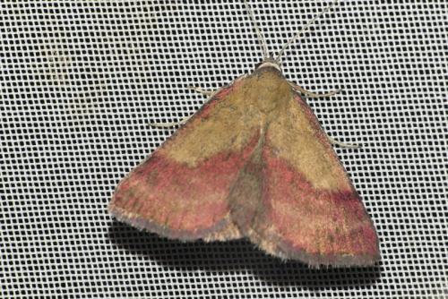 Phytometra viridaria